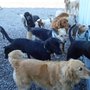 Photo of Lucky Dog Day Camp
