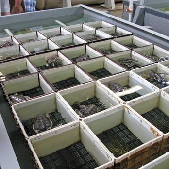 NMFS Galveston Laboratory - Kemp's ridley sea turtles taken July 26, 2008 at the NOAA Sea Turtle Facility, Galveston, TX. - Laboratory Testing Near Me - Galveston, Texas
