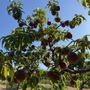 Photo of Grossen Peaches