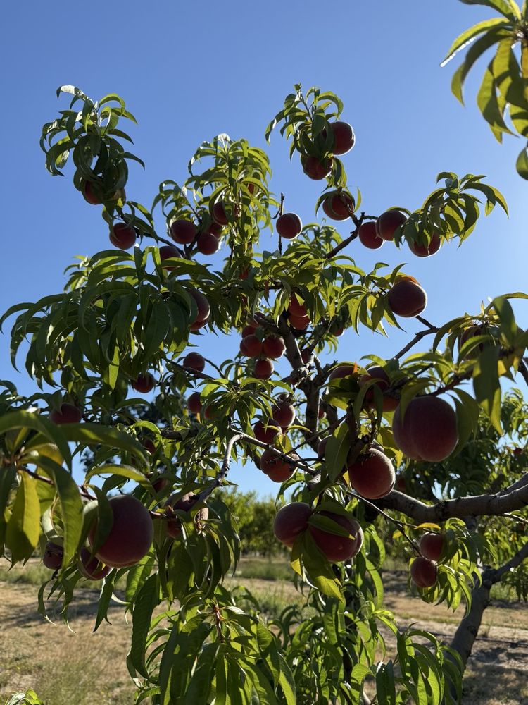 Grossen Peaches Logo