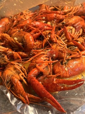 Cajun Craven by null