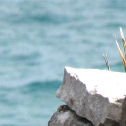 ShoreShot! Web Design - Website design for small businesses.
