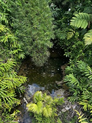 ‘Akaka Falls by null