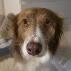 Town & Country Veterinary Hospital - A close up picture of a tan and white border collie