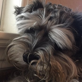 Lovingkindness Pet Care - Lulu needed a haircut .... Julie to the rescue :) - Dog Walkers Near Me - Murrieta, California