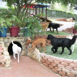 canyon ranch dog boarding