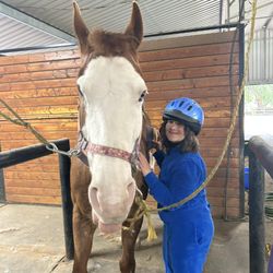 Horse Connections
