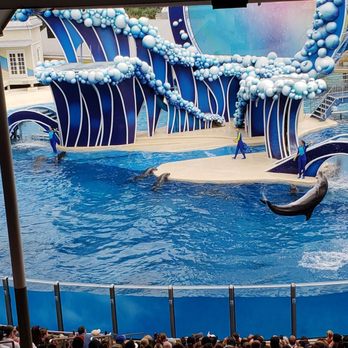Dolphin Days - Dolphins - Aquariums Near Me - Orlando, Florida