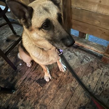 Blue Dog Beer Tavern - Dog Luna waiting for her burger patty. - Burgers Near Me - Sherman Oaks, California