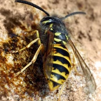 Pest-Away Total Care Solutions - Pest Control Near Me Pest-Away Total Care Solutions - Pest Control Near Me