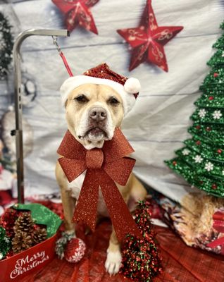 Holiday Mobile Dog Grooming - Holiday Mobile Dog Grooming Holiday Mobile Dog Grooming - Holiday Mobile Dog Grooming