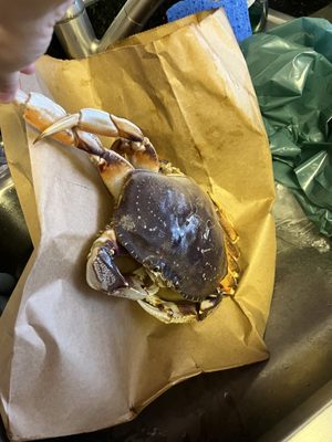 Alioto Lazio Fish Co by null