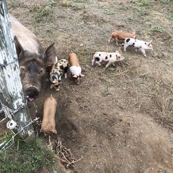 Greene Jungle Farm - Piglets!