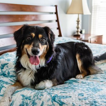 On Call Pet Sitters - Pet Sitting Near Me - Dallas, Texas On Call Pet Sitters - Pet Sitting Near Me - Dallas, Texas