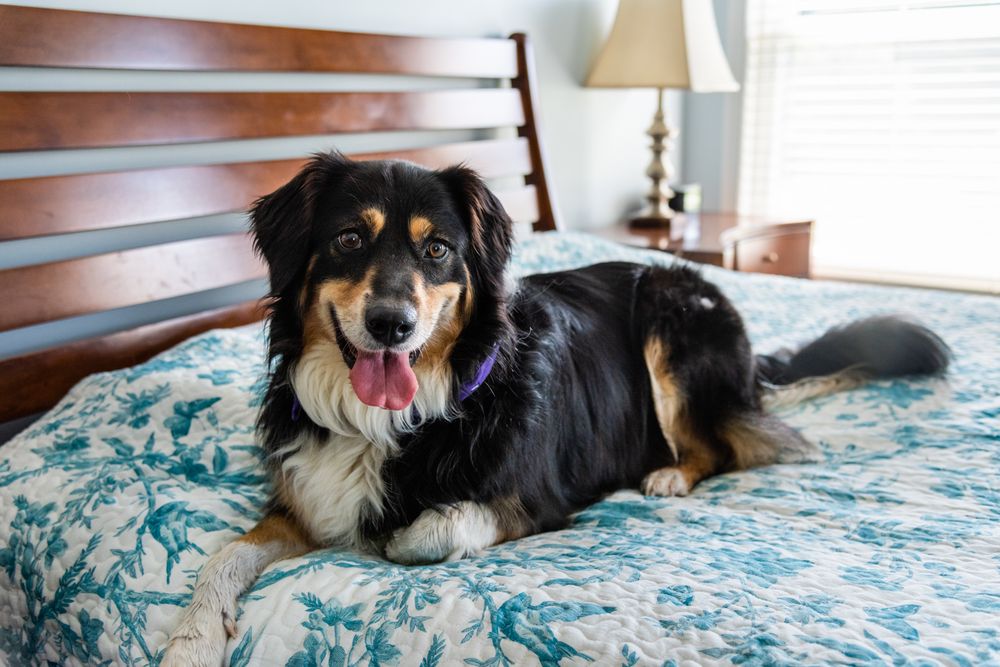 ON CALL PET SITTERS 16 Photos Dallas, Texas Pet Sitting Phone