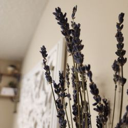 Colysa Therapies