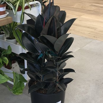 Plants by Post - Nurseries & Gardening Near Me - Campbell, California