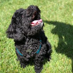 Canines4Life - Learning Focus