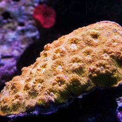 Fish & Coral Paradise