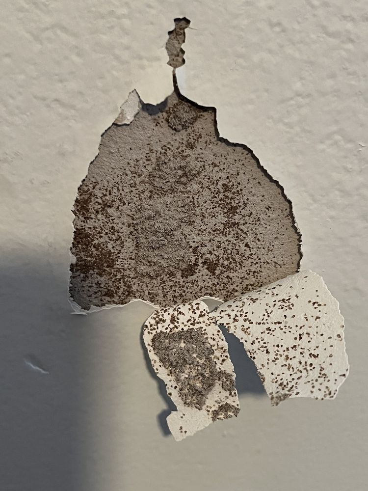 Pillar To Post Home Inspectors - Alan Samuels - mold inspector in Sarasota, FL