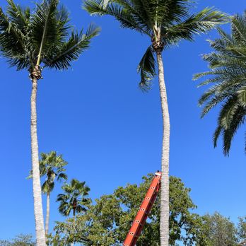 Romario’s Gardening - Tree Services Near Me Romario’s Gardening - Tree Services Near Me