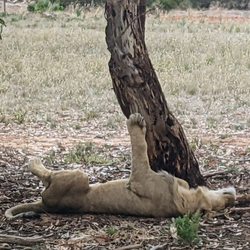 Monarto Safari Park - Now, that's one relaxed lion!