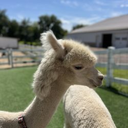 Eagle Eye Farm