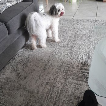 Sunny Paw - Before - Pet Groomers Near Me - Pompano Beach, Florida