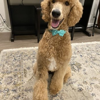 Dog Beauty Salon - Pet Groomers Near Me Dog Beauty Salon - Pet Groomers Near Me