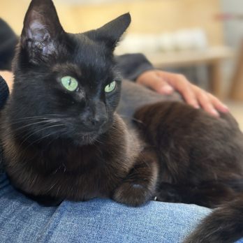 KitTea - Pet Adoption Near Me - San Francisco, California