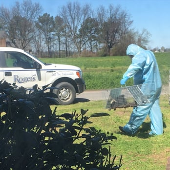 Rogers Entomological Services - Skunk removal - Pest Control Near Me - Cleveland, Mississippi Rogers Entomological Services - Skunk removal - Pest Control Near Me - Cleveland, Mississippi