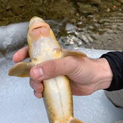 Rocky Mountain Anglers