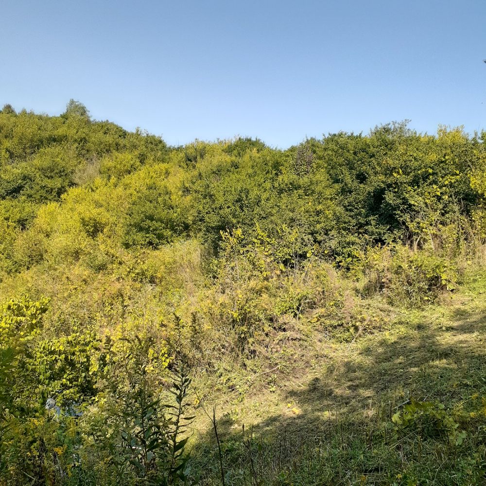 Parke's Tree Service - tree service in Lexington, KY