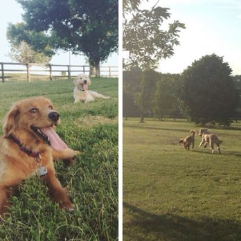 Masterson Station Dog Park - Whiskey and Sasha having a blast at the dog park - Dog Parks Near Me - Lexington, Kentucky Masterson Station Dog Park - Whiskey and Sasha having a blast at the dog park - Dog Parks Near Me - Lexington, Kentucky