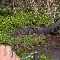 Florida Airboat Excursions - He's bashful.