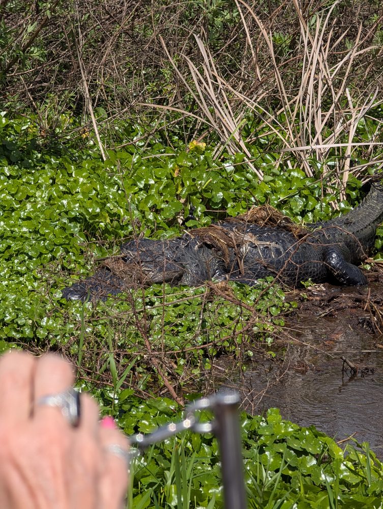 Florida Airboat Excursions Logo