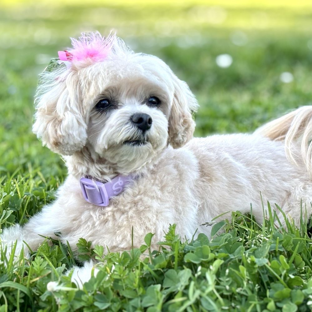 THE BEST 10 Dog Agility Training in Solano County, CA - Quality &  Affordability - Updated 2026 - Yelp