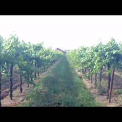 R & G Schatz Farms - Schatz Estate Vineyards