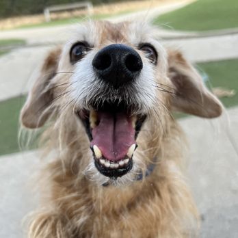 Bluff Creek Dog Park - Happy boy! IG: @hersheythedog - Dog Parks Near Me - Playa Vista, California Bluff Creek Dog Park - Happy boy! IG: @hersheythedog - Dog Parks Near Me - Playa Vista, California
