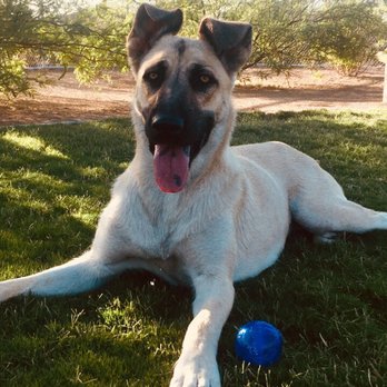Petco - Pet Groomers Near Me - Henderson, Nevada