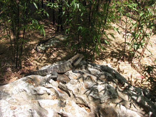 Chinese Garden of Friendship by null