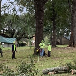 Phils Expert Tree Service - Tallahassee