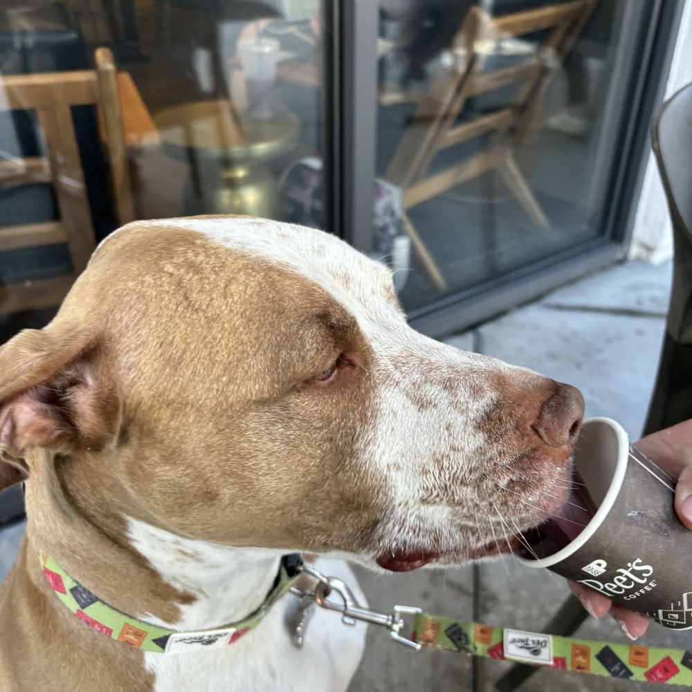 Peet's Coffee - Pupachino - Coffee & Tea Near Me - Santa Clara, California Peet's Coffee - Pupachino - Coffee & Tea Near Me - Santa Clara, California