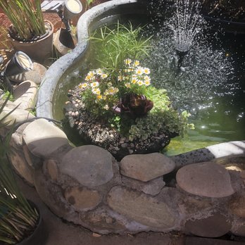 Golden Pond Water Plants - Floating island! - Nurseries & Gardening Near Me - Loomis, California