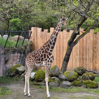 Oregon Zoo - Giraffe - Zoos Near Me - Portland, Oregon