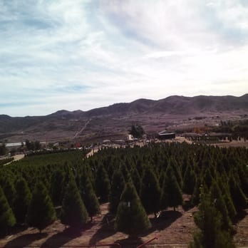 Sand Haven Pines - Christmas Trees Near Me - Perris, California