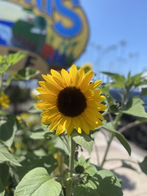 Swami's Cafe Encinitas 101 by null