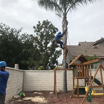 Ortega's Jr Tree Service - Tree Services Near Me - Riverside , California