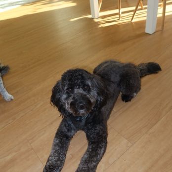 Petco - Groomed cockapoo: Lamb legs and teddy bear face - Pet Stores Near Me - Mountain View, California