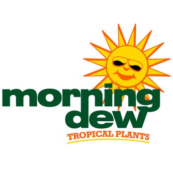 Morning Dew Tropical Plants - Nurseries & Gardening Near Me - Delray Beach, Florida Morning Dew Tropical Plants - Nurseries & Gardening Near Me - Delray Beach, Florida